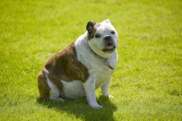 How To Determine If Your Dog Is Overweight