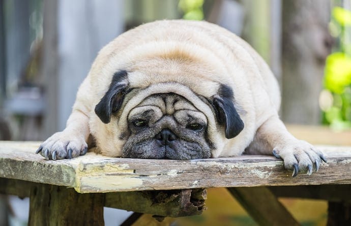 Obese dog pug