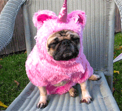 Dog pug in a unicorn costume