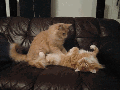 Cats kneading massage