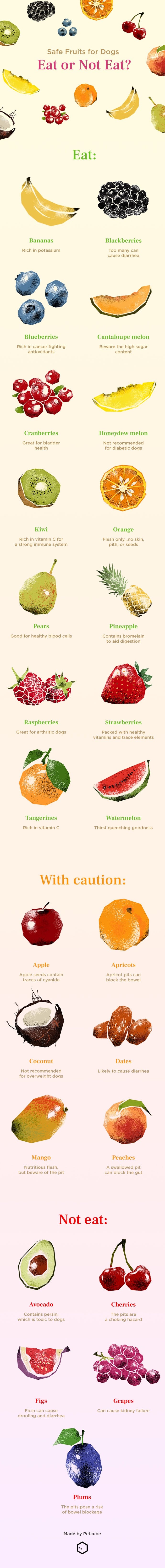 which fruits are safe for dogs to eat? discover the benefits