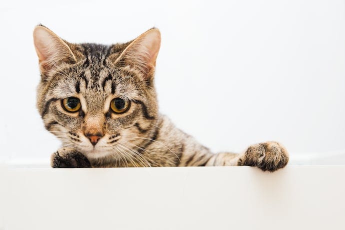 How Long Can You Leave a Cat Alone: Problems, Tips, Solutions