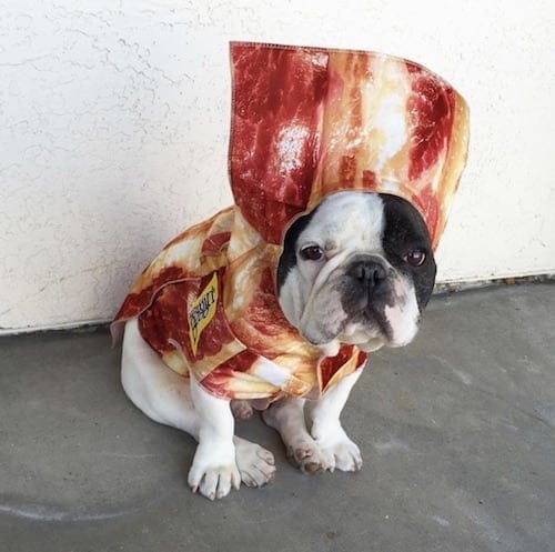 Bulldog weared in a bacon dog costume