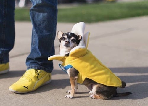 Chihuahua weared in a banana dog costume