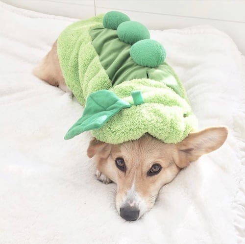 Corgi weared in a pea dog costume