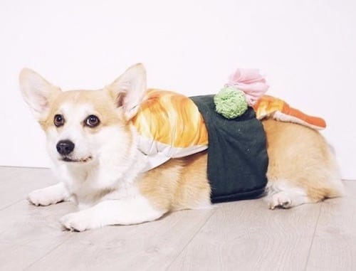 Corgi weared in a sushi dog costume