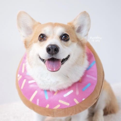 corgi weared in a donut dog costume