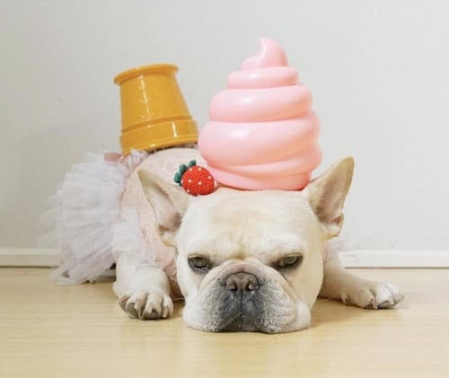 Bulldog weared in a cake dog costume