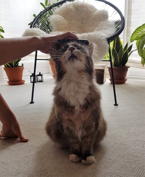 Grooming a happy cat