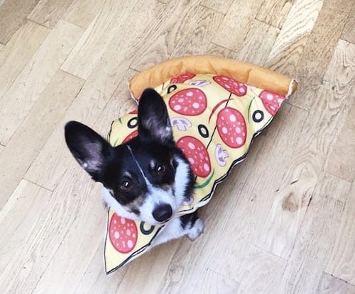 Dog weared in pizza costume