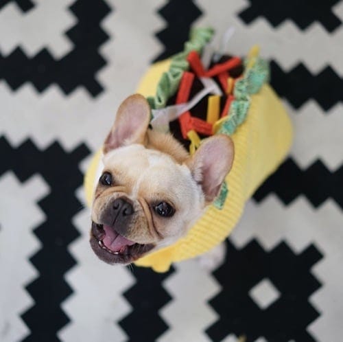 Bulldog weared in a taco dog costume