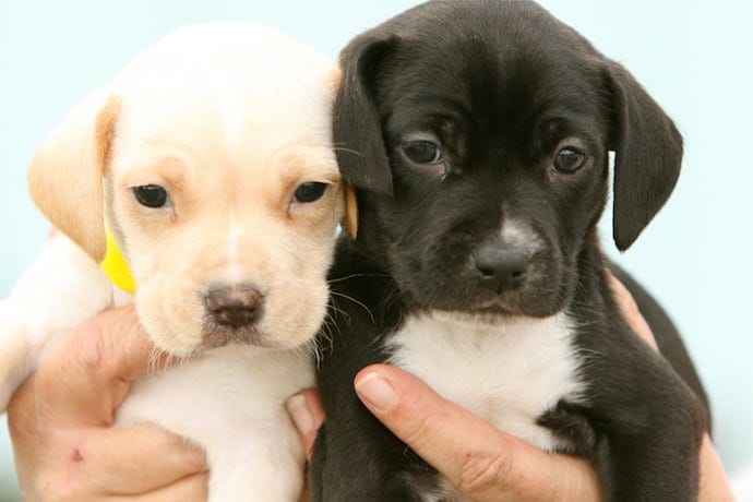 two puppies holding in human hand