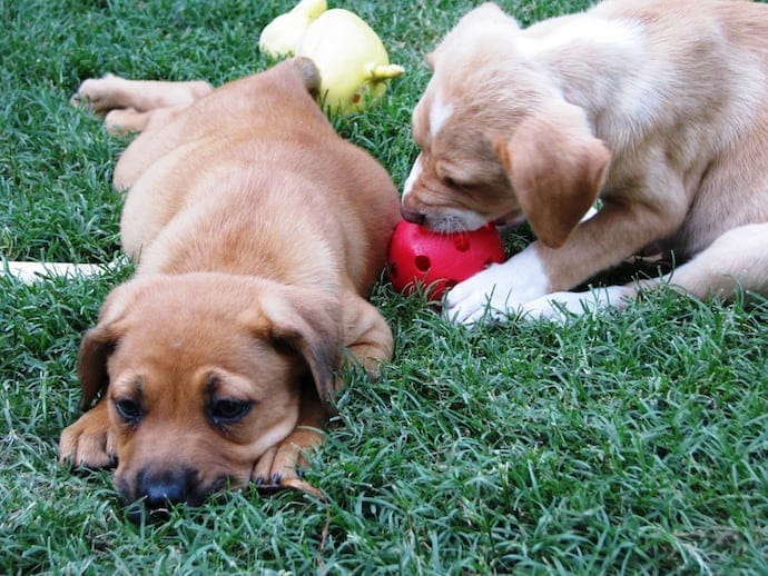 two puppies playing on the grass