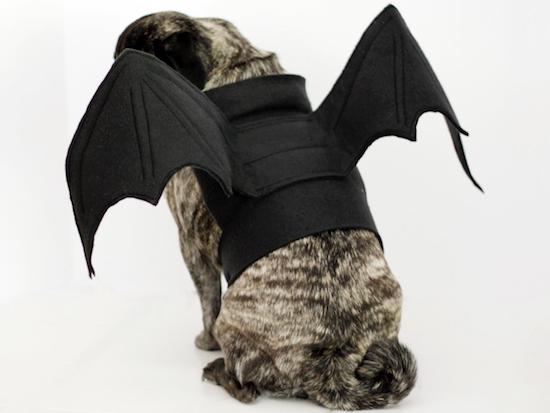 15 Spooktacular Dog Halloween Costumes: From Super-Cute to Super-Scary