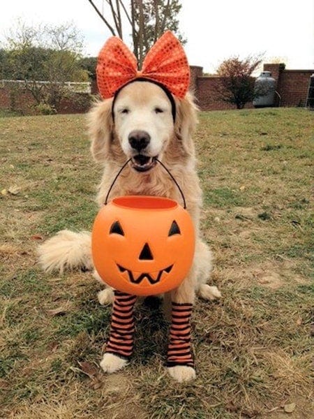 11 Spookily Adorable Halloween Dog Costumes