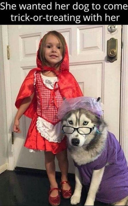 15 Squeal-with-Delight, Spooktacular Dog Halloween Costumes