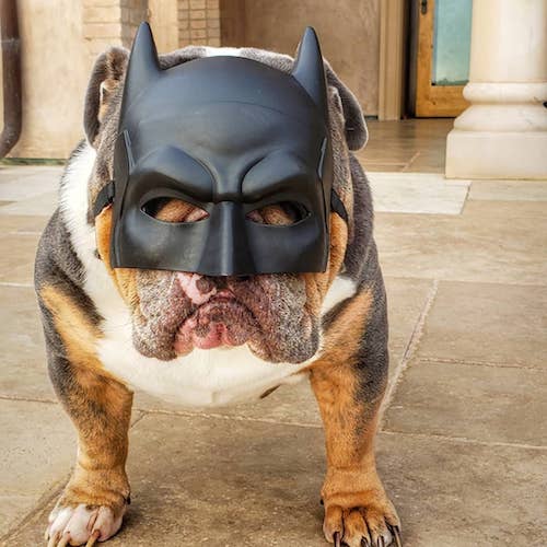 Batman Dog Halloween costume