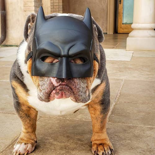 The Best Scary Dog Costumes for Halloween