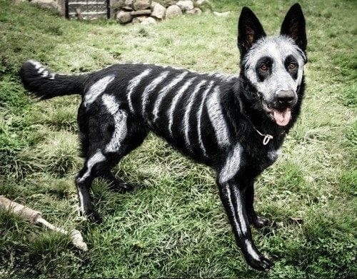 Dog painted with bones halloween costume