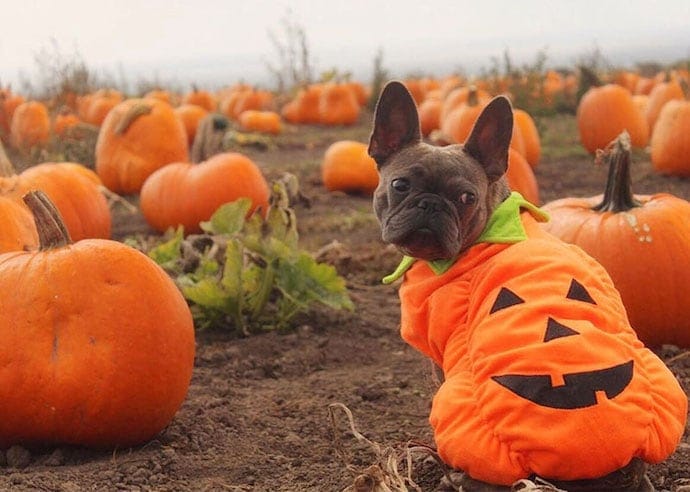 Dog wearing a pumpkin costume