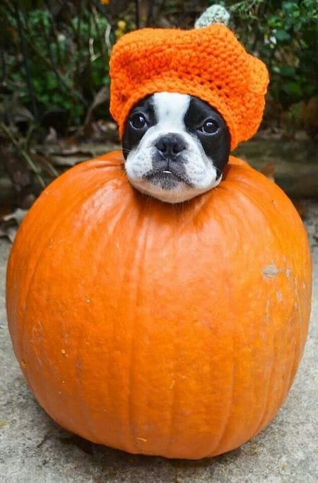 dog in a pumpkin Halloween costume