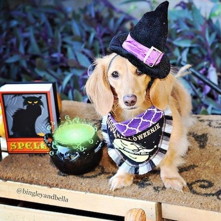 11 Spookily Adorable Halloween Dog Costumes