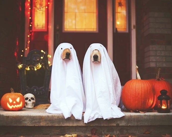 two dogs in ghost halloween costumes and pumpkins