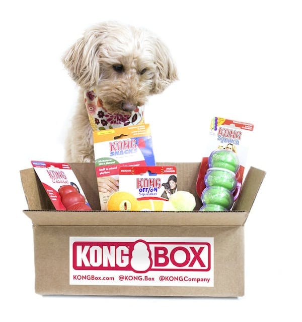 KONG box with a dog