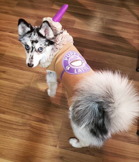 latte halloween dog costume