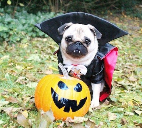 Vampire pug dog Halloween costume