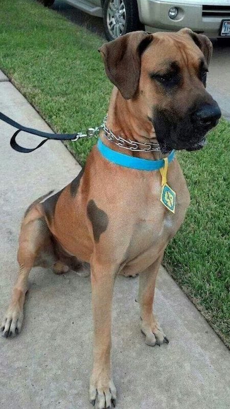 Scooby doo dog Halloween costume