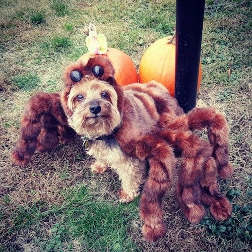 tarantula Spider dog Halloween costume