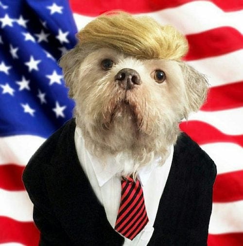 trump dog costume halloween