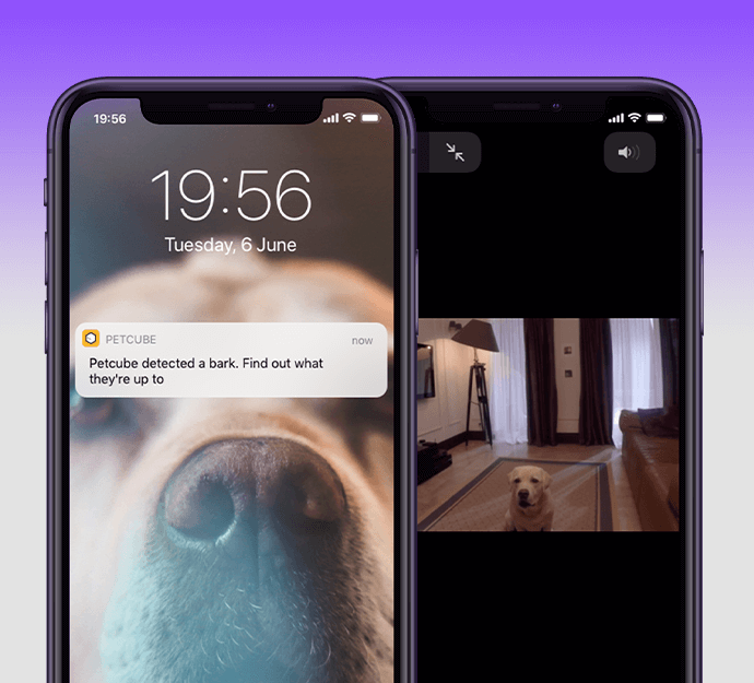 Petcube Care Smart Alerts: Barking Detection