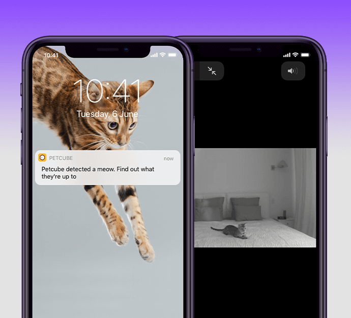 Petcube Care Smart Alerts: Meowing Detection