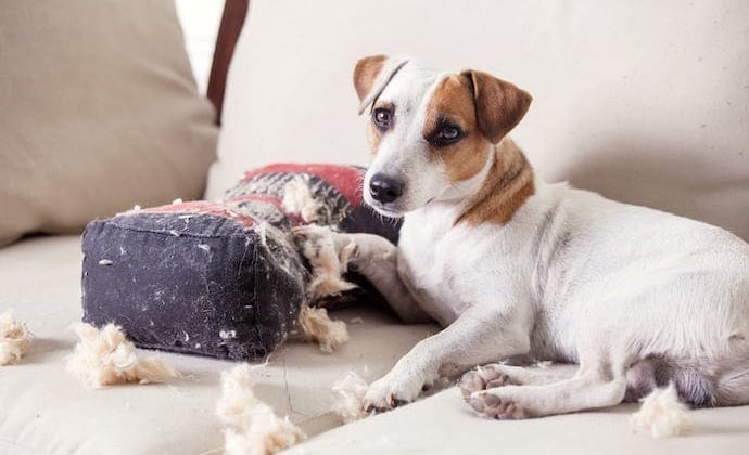 how can i help my dog with severe separation anxiety