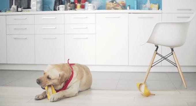 Golden Doodle Dog Chewing Shoes