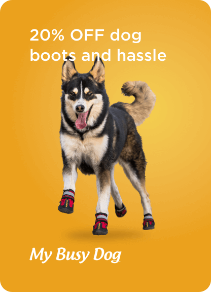 Dog wearing My Busy Dog hiking boots