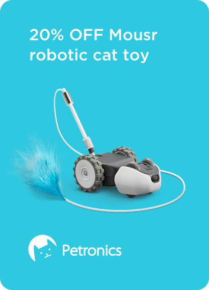 Cat chasing Petronics Mousr toy
