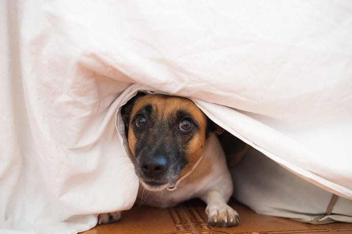 A dog hiding under the bed
