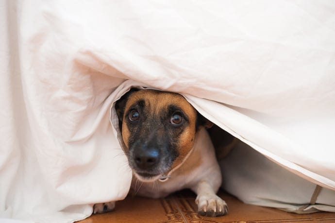 dog depressed after new baby