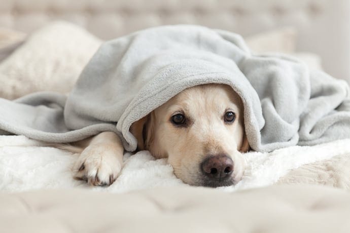 a sad dog labrador is laying in the bed