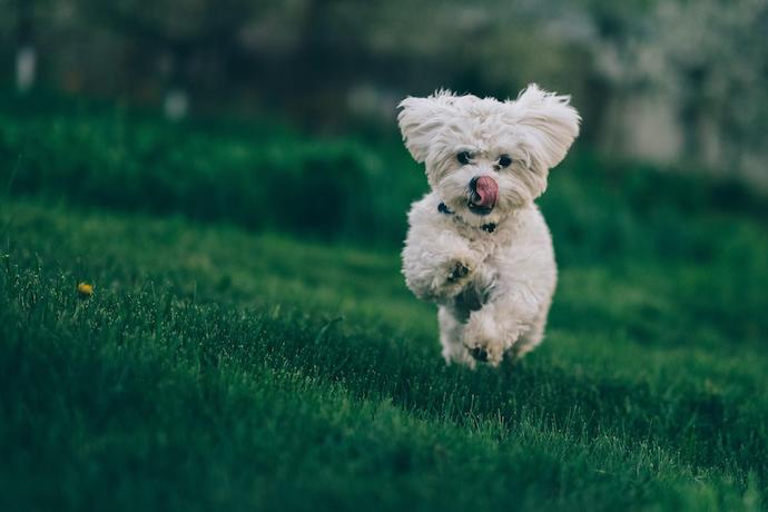 Bichon Frise apartment dog breed