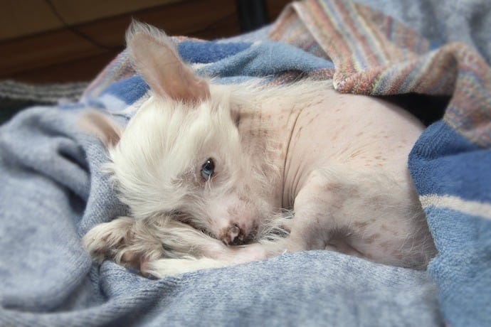 Chinese Crested apartment dog breed