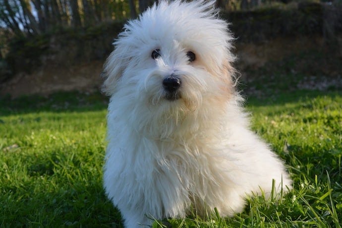 Coton de Tulear apartment dog breed