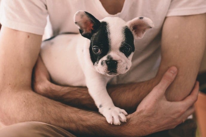 French Bulldog apartment dog breed