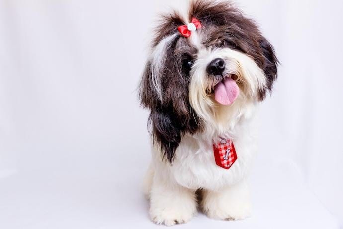 Shih-tzu apartment dog breed