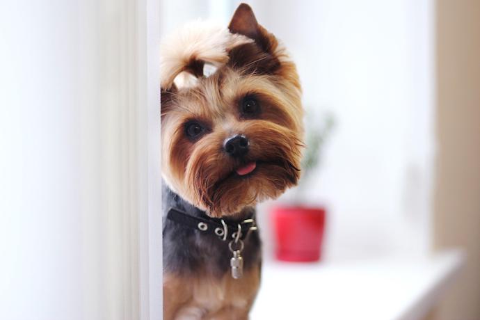 yorkshire terrier apartment