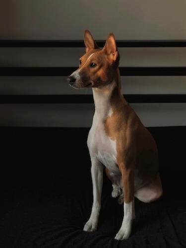 do basenjis shed