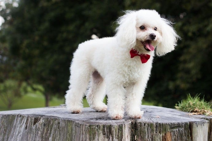 Poodle appartment dog breed